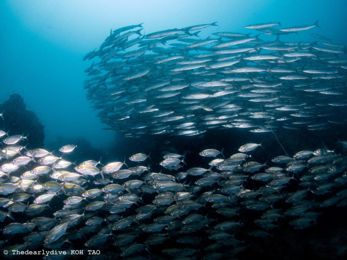 The Dearly Koh Tao Hostel-Padi 5 Star Dive Resort Luaran gambar